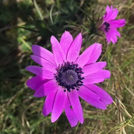Girica * Ugrinići